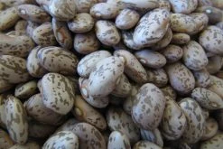 Pantry Rancho Gordo Pinto Bean - 1lb