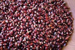 Pantry Rancho Gordo Crimson Popping Corn - 1lb