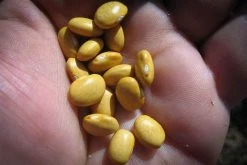 Rancho Gordo Buckeye Bean - 1lb